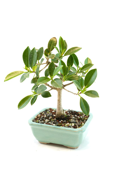 Green Island Ficus Bonsai 5" Pot - One of a Kind Bonsai