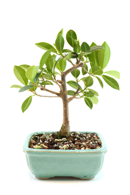 Green Island Ficus Bonsai 5" Pot - One of a Kind Bonsai