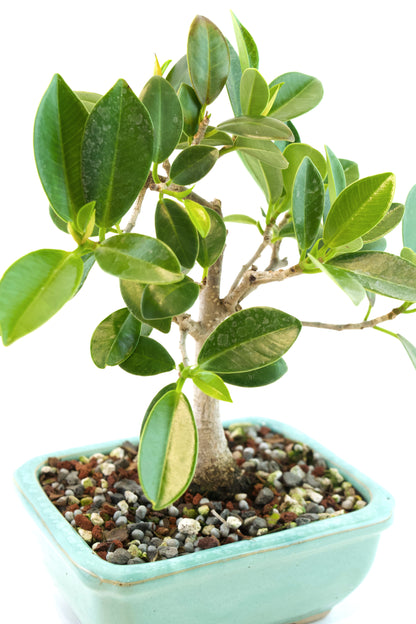 Green Island Ficus Bonsai 5" Pot - One of a Kind Bonsai