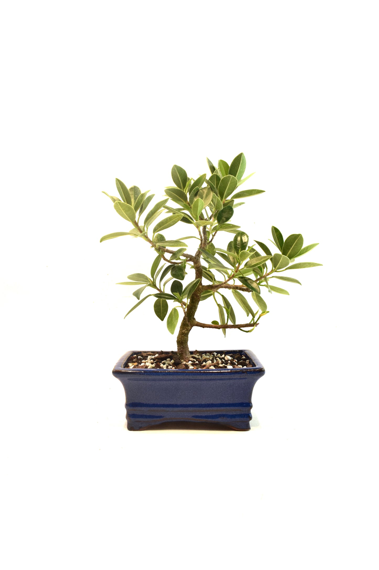 Green Island Ficus Bonsai 6" Pot - One of a Kind Bonsai
