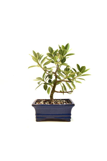 Green Island Ficus Bonsai 6" Pot - One of a Kind Bonsai