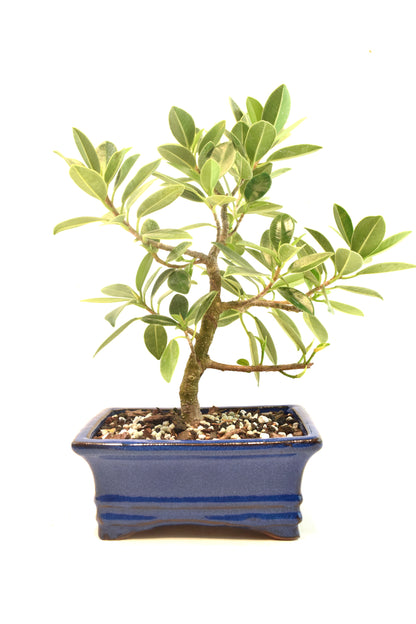 Green Island Ficus Bonsai 6" Pot - One of a Kind Bonsai
