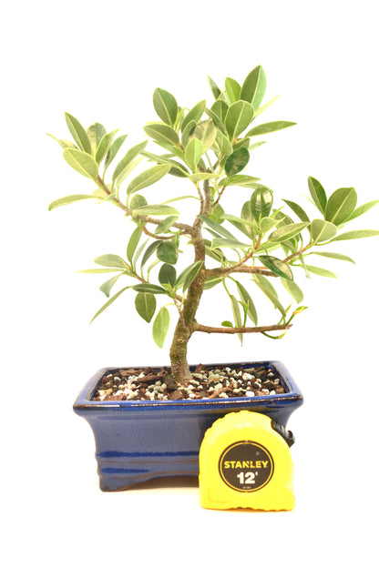 Green Island Ficus Bonsai 6" Pot - One of a Kind Bonsai