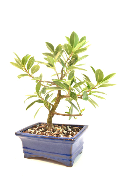 Green Island Ficus Bonsai 6" Pot - One of a Kind Bonsai