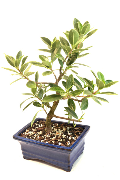 Green Island Ficus Bonsai 6" Pot - One of a Kind Bonsai