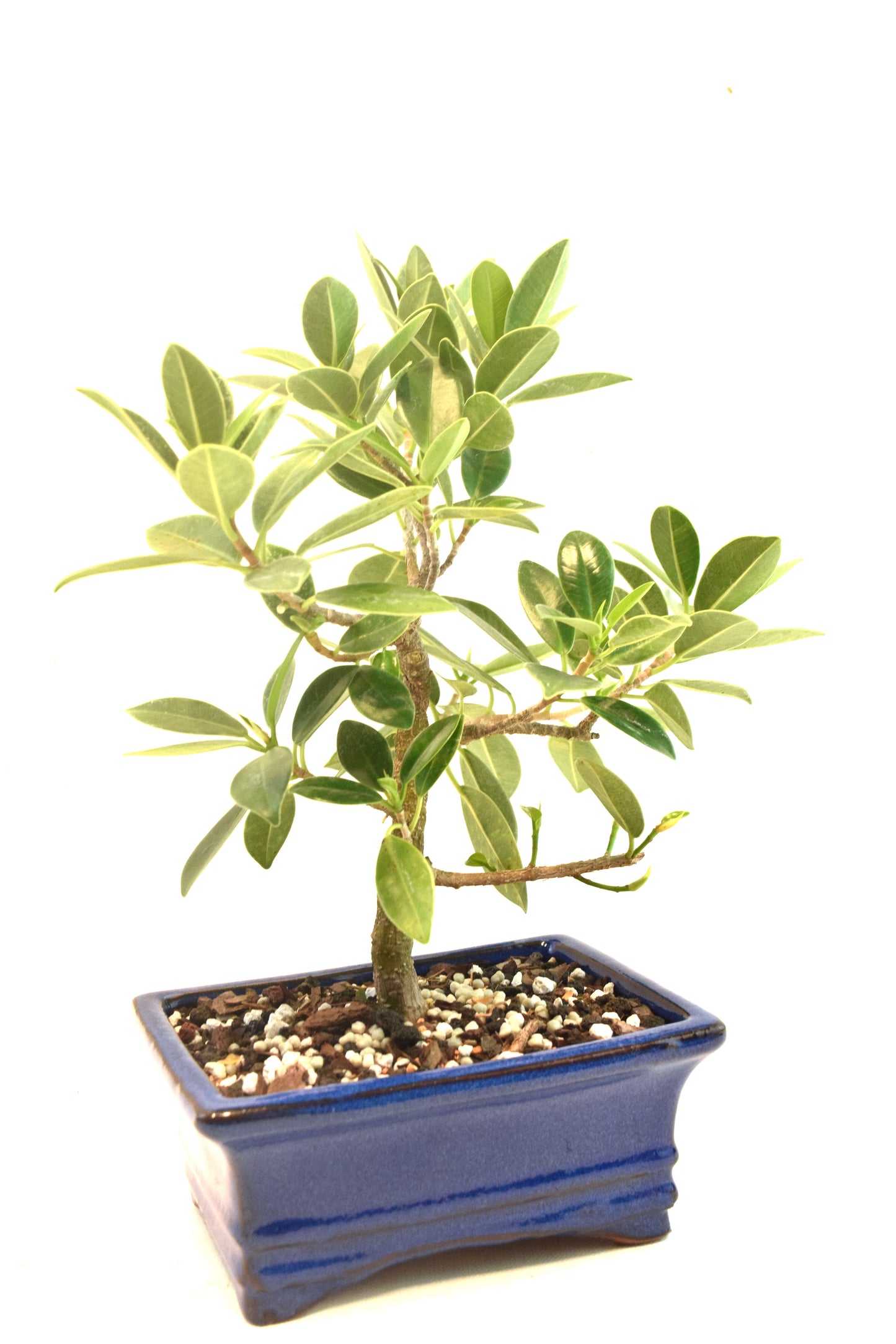 Green Island Ficus Bonsai 6" Pot - One of a Kind Bonsai