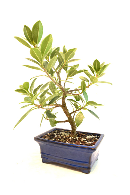 Green Island Ficus Bonsai 6" Pot - One of a Kind Bonsai