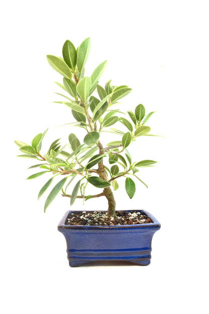 Green Island Ficus Bonsai 6" Pot - One of a Kind Bonsai
