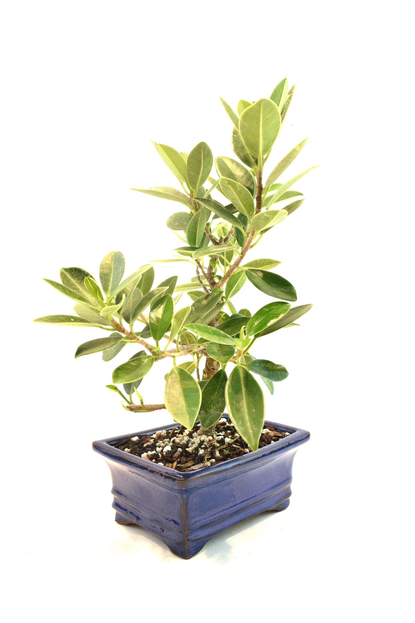 Green Island Ficus Bonsai 6" Pot - One of a Kind Bonsai