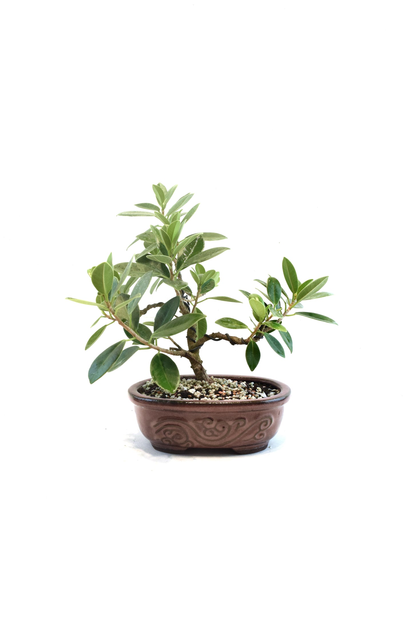 Green Island Ficus Bonsai 7" Pot - One of a Kind Bonsai