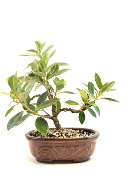 Green Island Ficus Bonsai 7" Pot - One of a Kind Bonsai