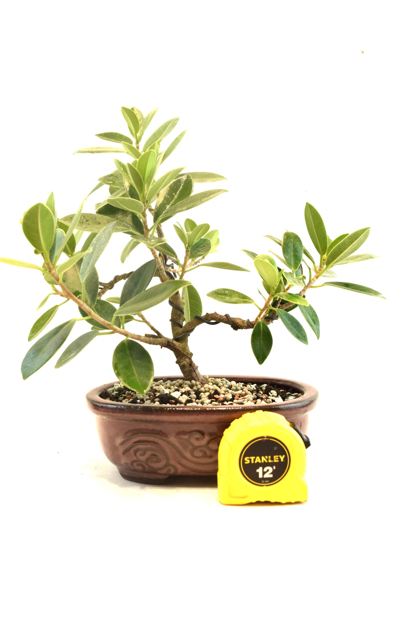 Green Island Ficus Bonsai 7" Pot - One of a Kind Bonsai
