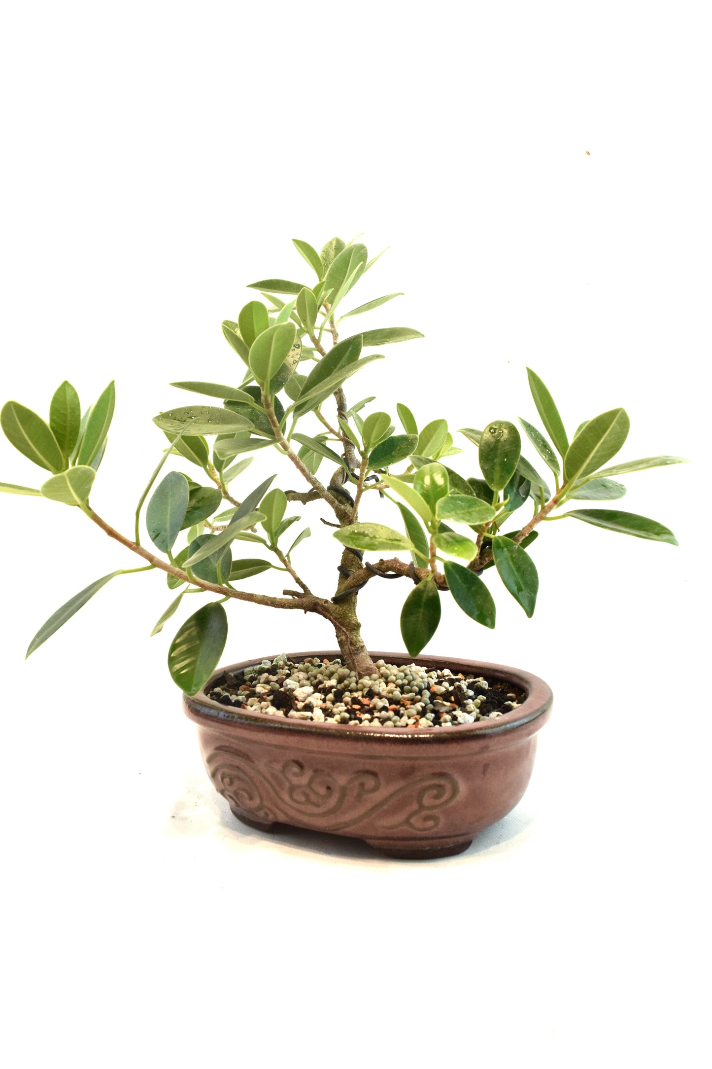 Green Island Ficus Bonsai 7" Pot - One of a Kind Bonsai
