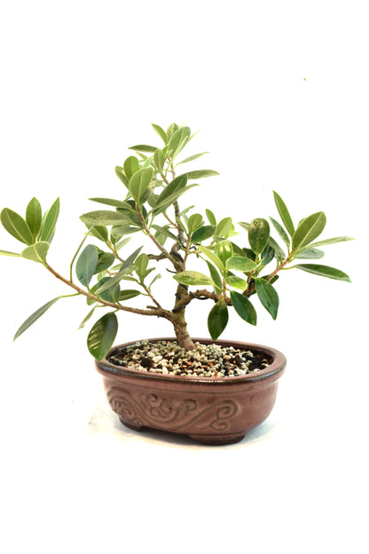 Green Island Ficus Bonsai 7" Pot - One of a Kind Bonsai
