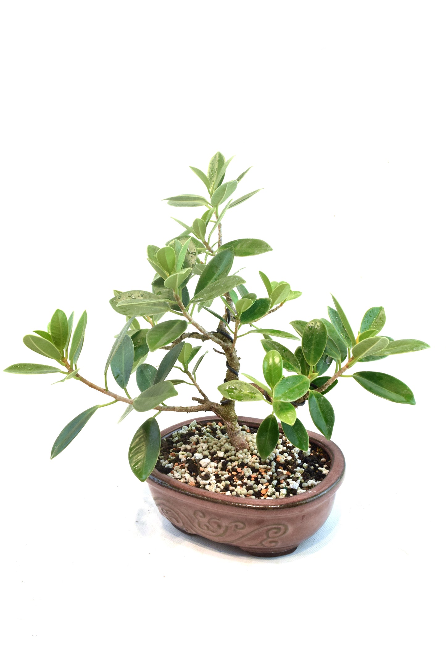 Green Island Ficus Bonsai 7" Pot - One of a Kind Bonsai
