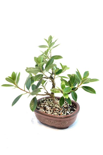 Green Island Ficus Bonsai 7" Pot - One of a Kind Bonsai