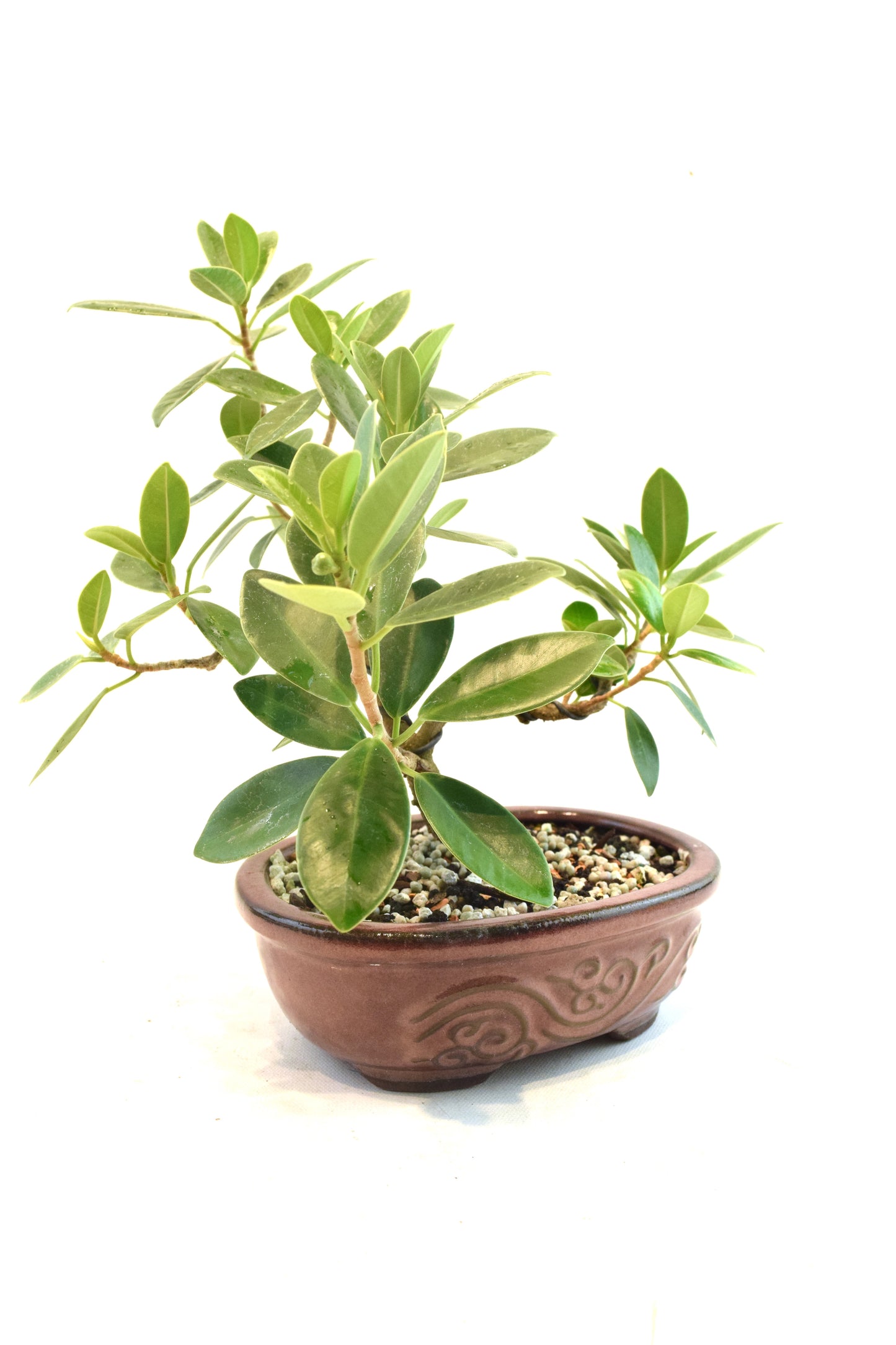 Green Island Ficus Bonsai 7" Pot - One of a Kind Bonsai