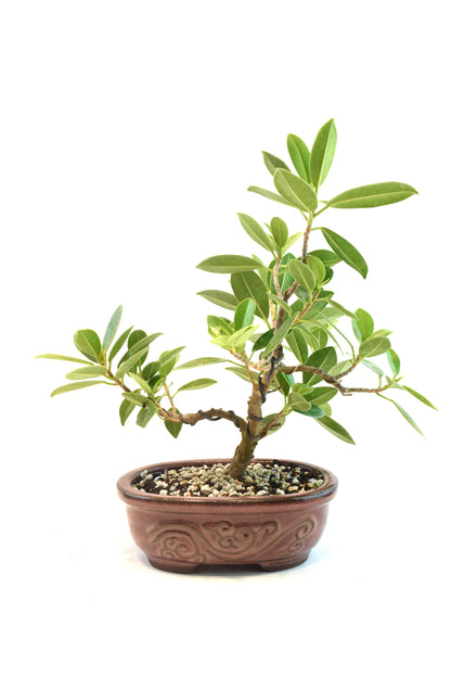 Green Island Ficus Bonsai 7" Pot - One of a Kind Bonsai