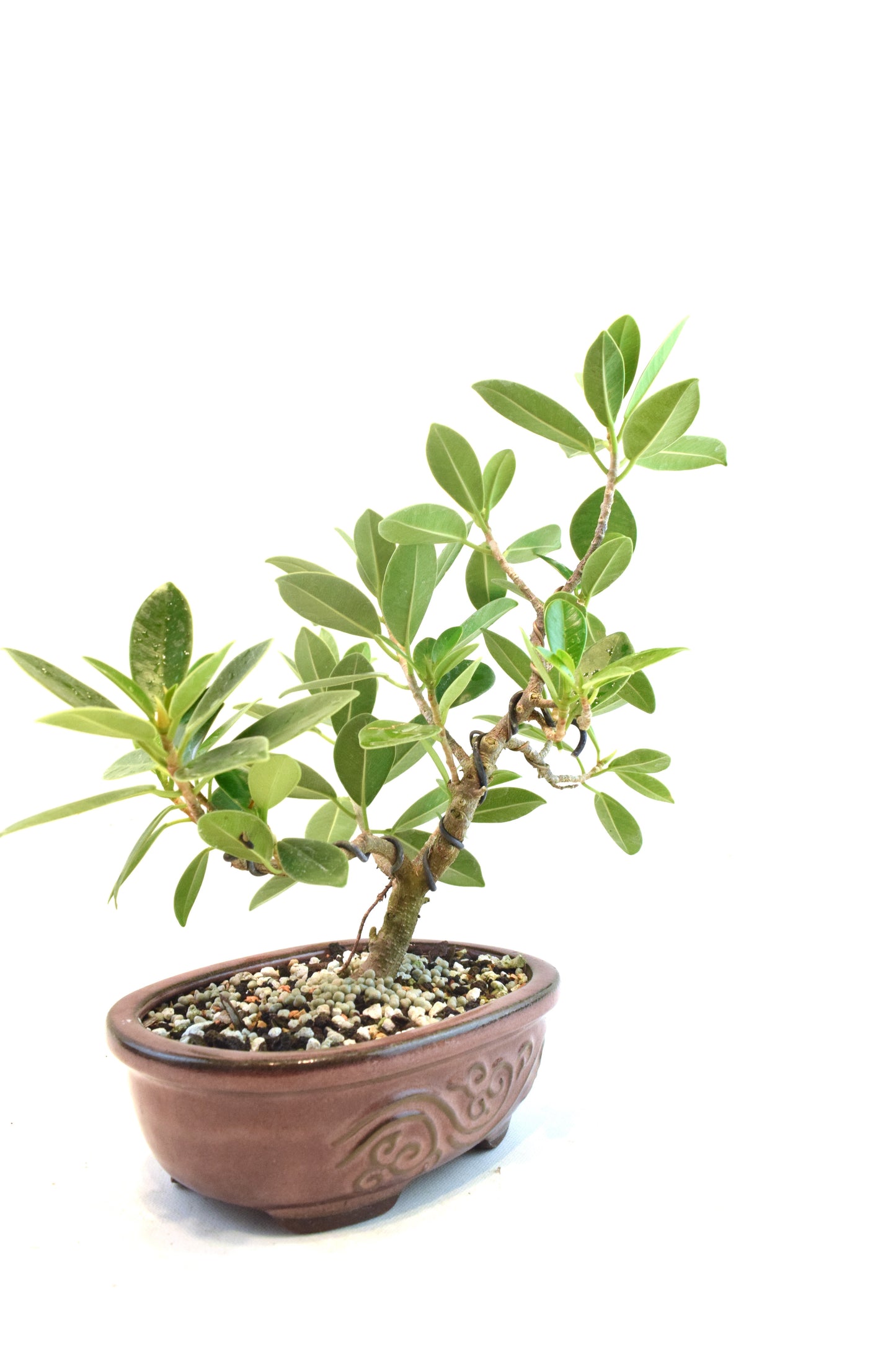 Green Island Ficus Bonsai 7" Pot - One of a Kind Bonsai