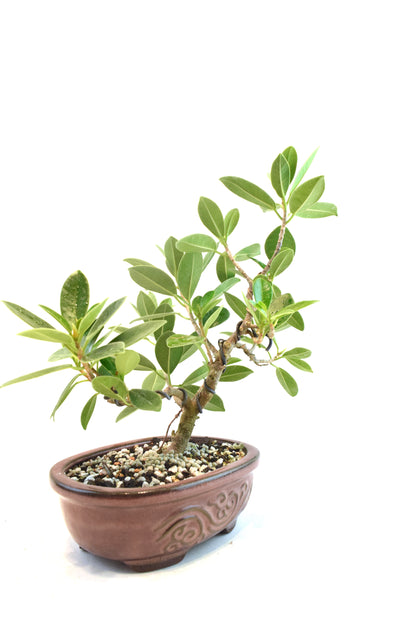Green Island Ficus Bonsai 7" Pot - One of a Kind Bonsai