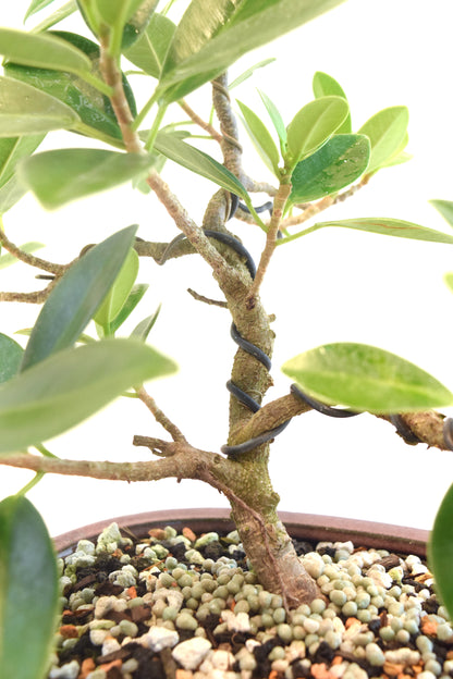 Green Island Ficus Bonsai 7" Pot - One of a Kind Bonsai
