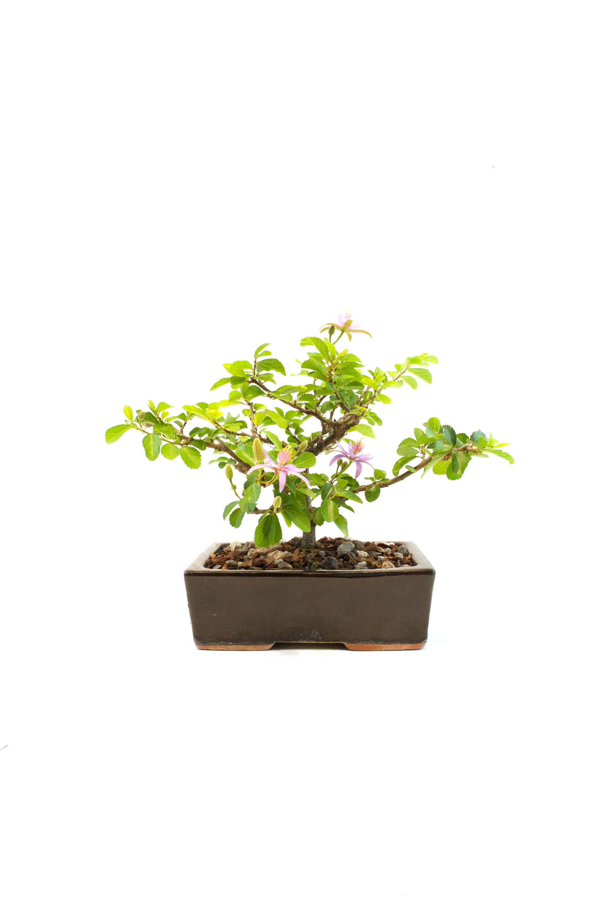 Bonsai tree in a pot on a white background