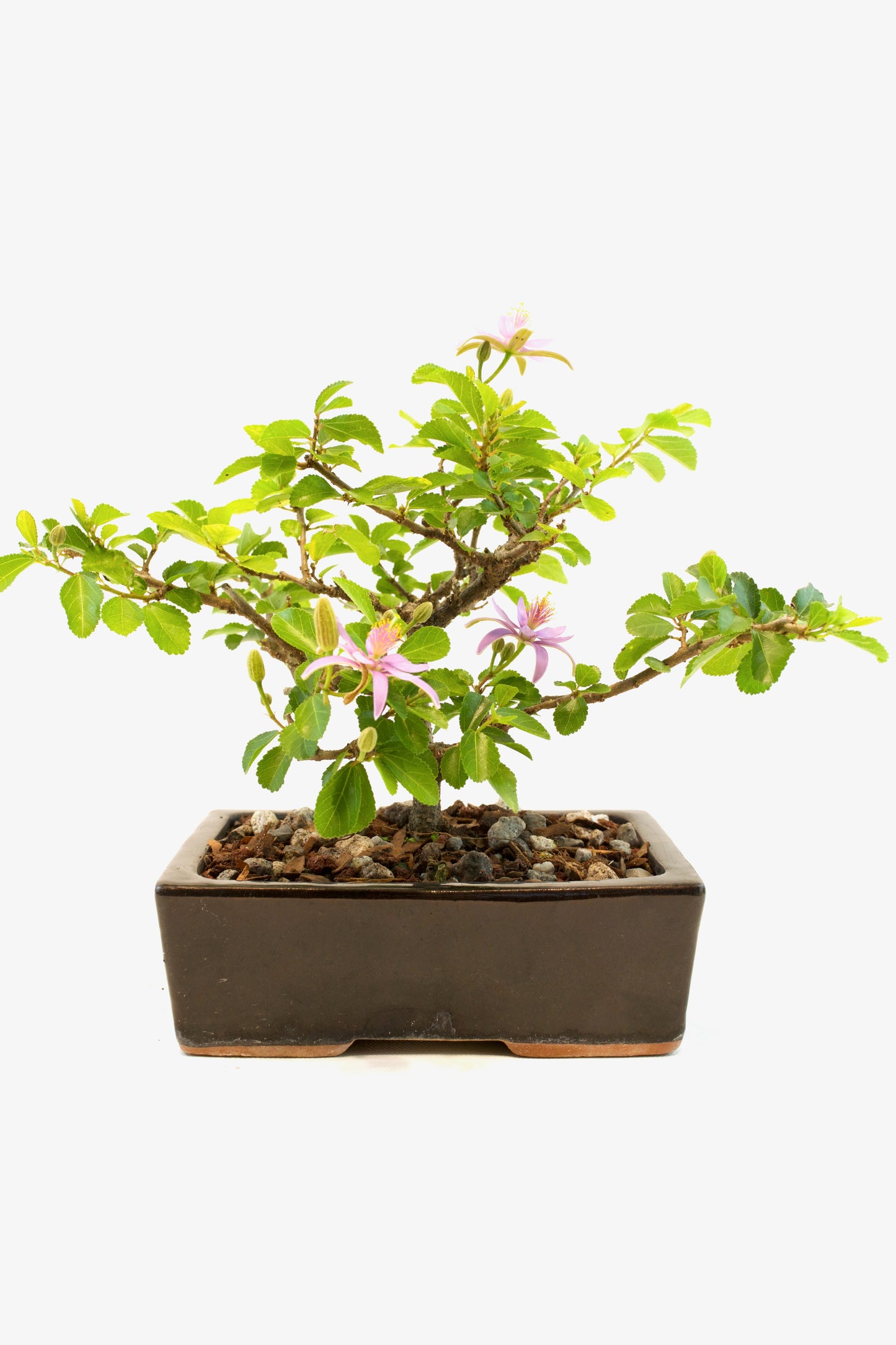 Grewia Bonsai Tree in 6" Pot - One of a Kind Bonsai