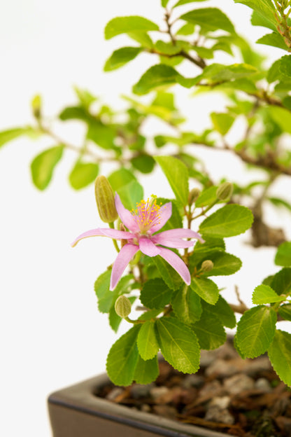 Grewia Bonsai Tree in 6" Pot - One of a Kind Bonsai
