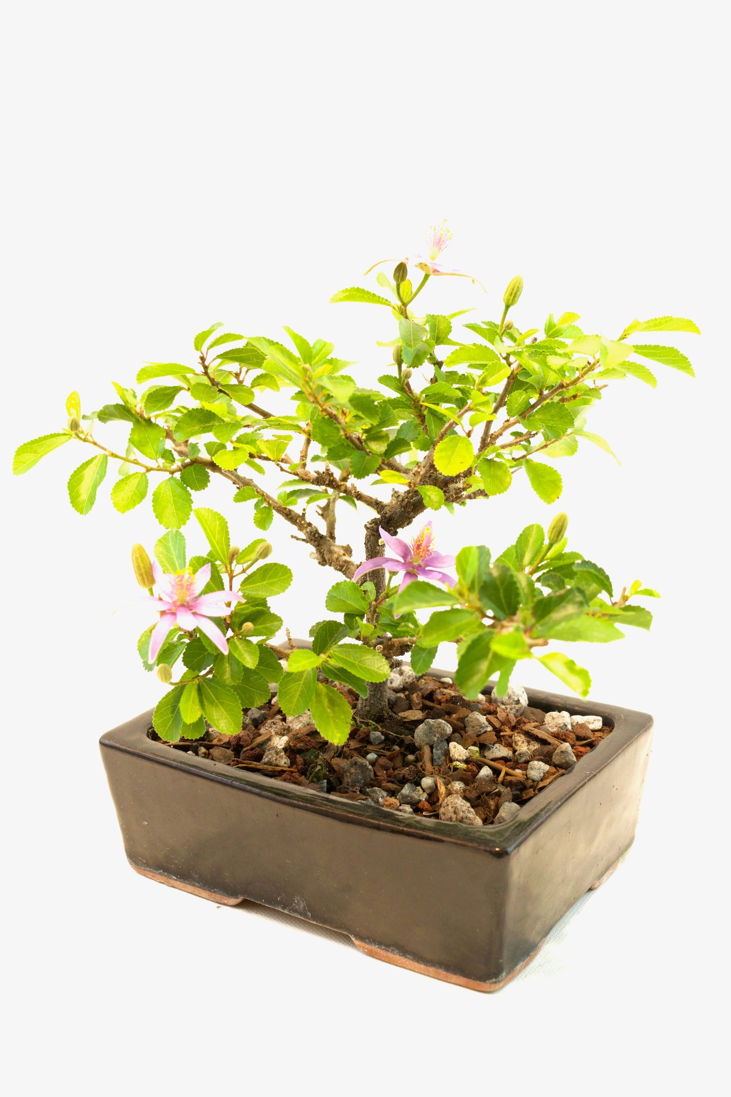 Grewia Bonsai Tree in 6" Pot - One of a Kind Bonsai