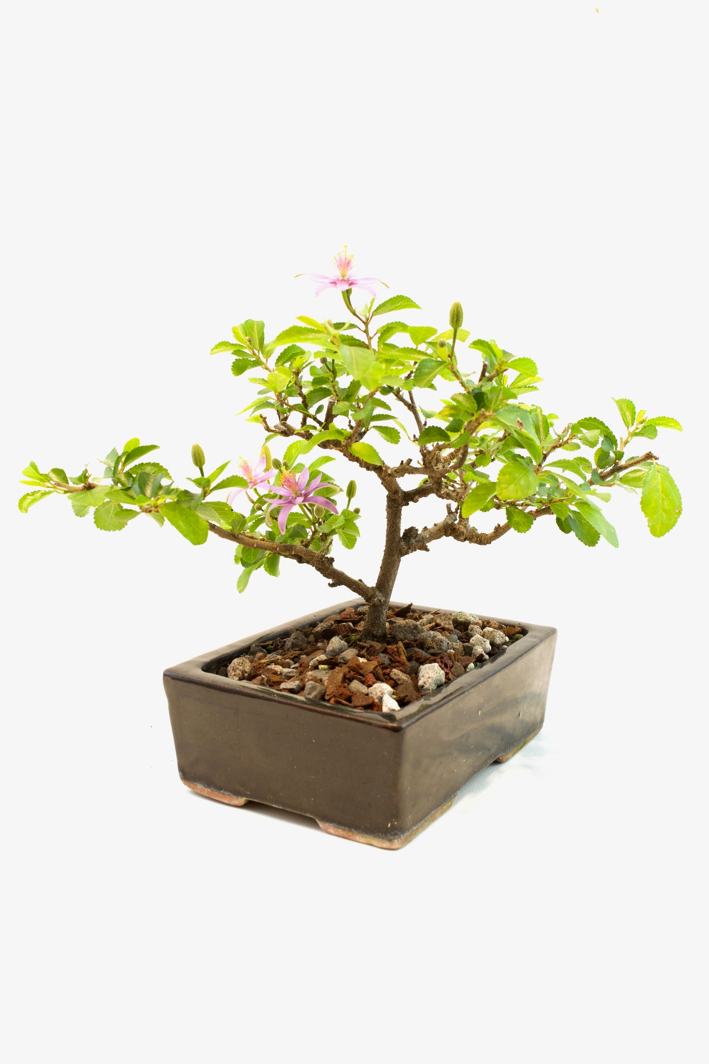 Grewia Bonsai Tree in 6" Pot - One of a Kind Bonsai