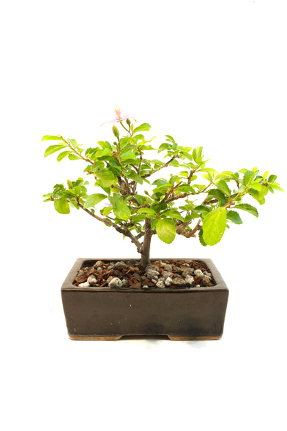 Grewia Bonsai Tree in 6" Pot - One of a Kind Bonsai