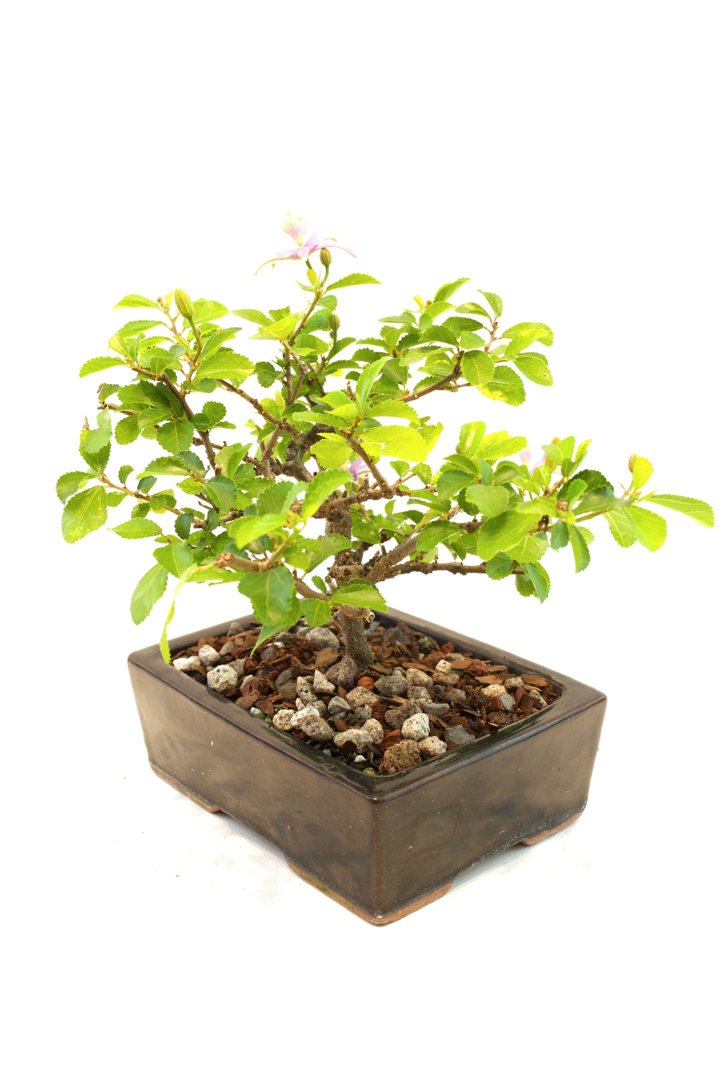 Grewia Bonsai Tree in 6" Pot - One of a Kind Bonsai