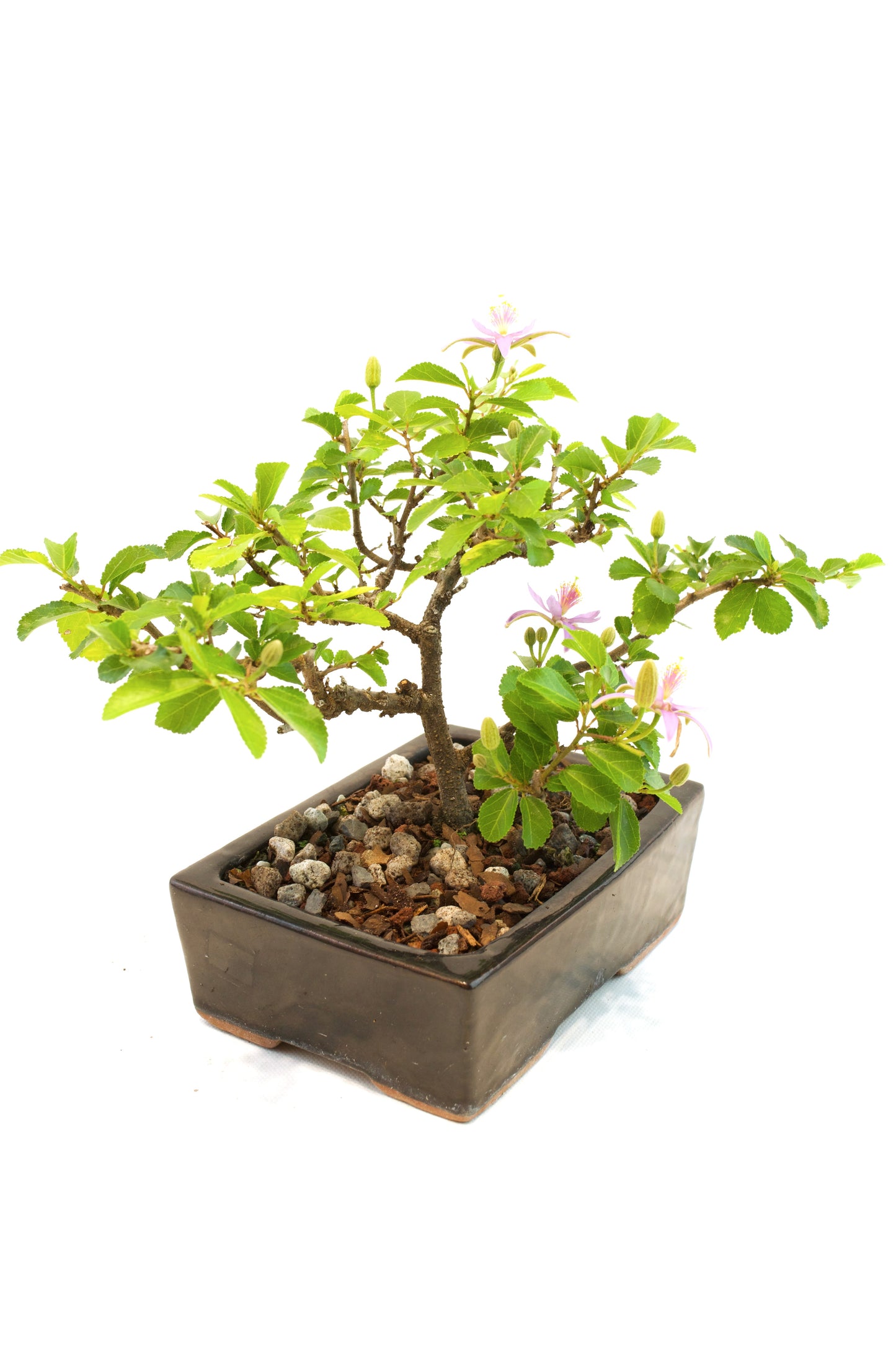 Grewia Bonsai Tree in 6" Pot - One of a Kind Bonsai