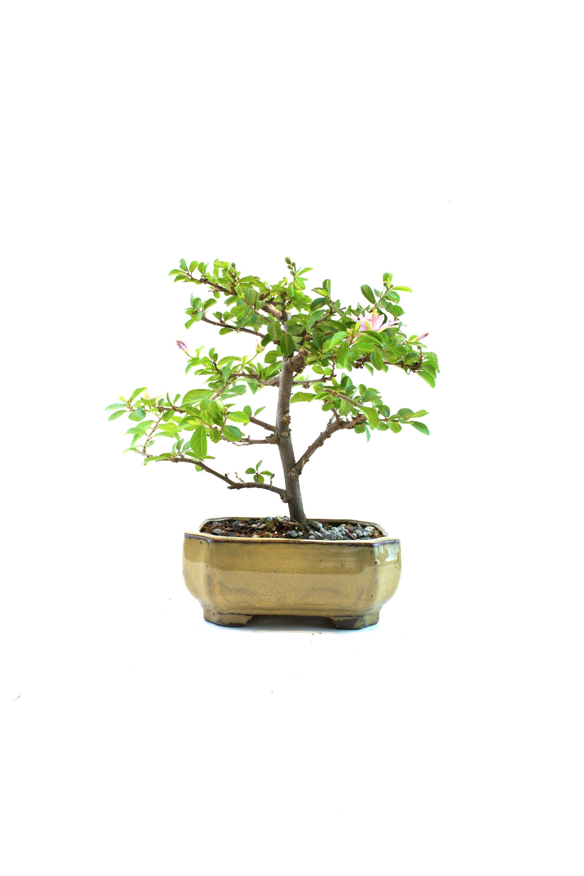 Bonsai tree in a pot on a white background
