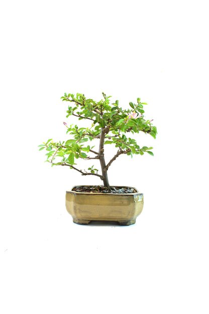 Bonsai tree in a pot on a white background