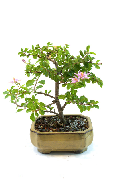 Grewia Bonsai Tree in 6" Pot - One of a Kind Bonsai