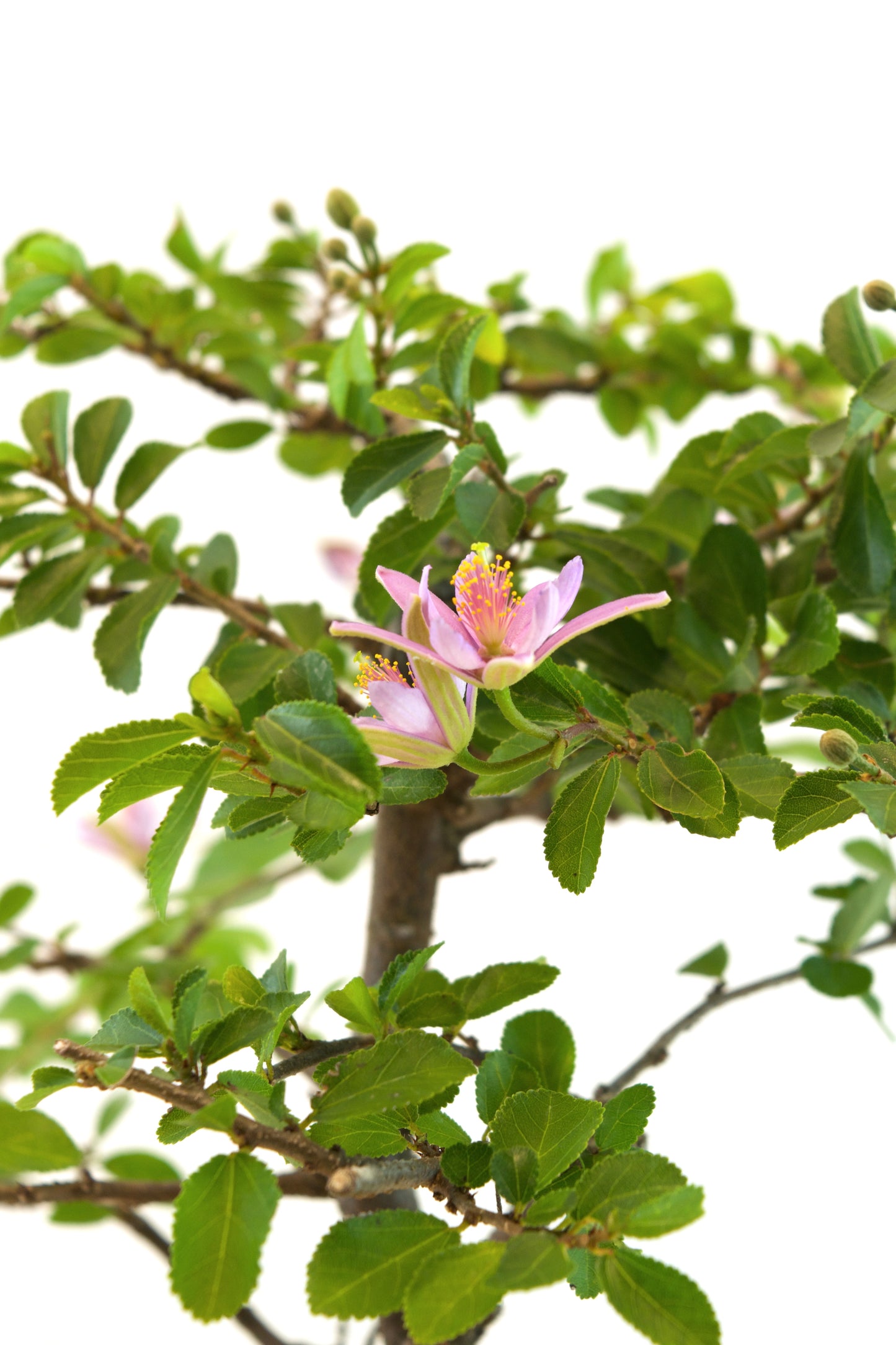 Grewia Bonsai Tree in 6" Pot - One of a Kind Bonsai