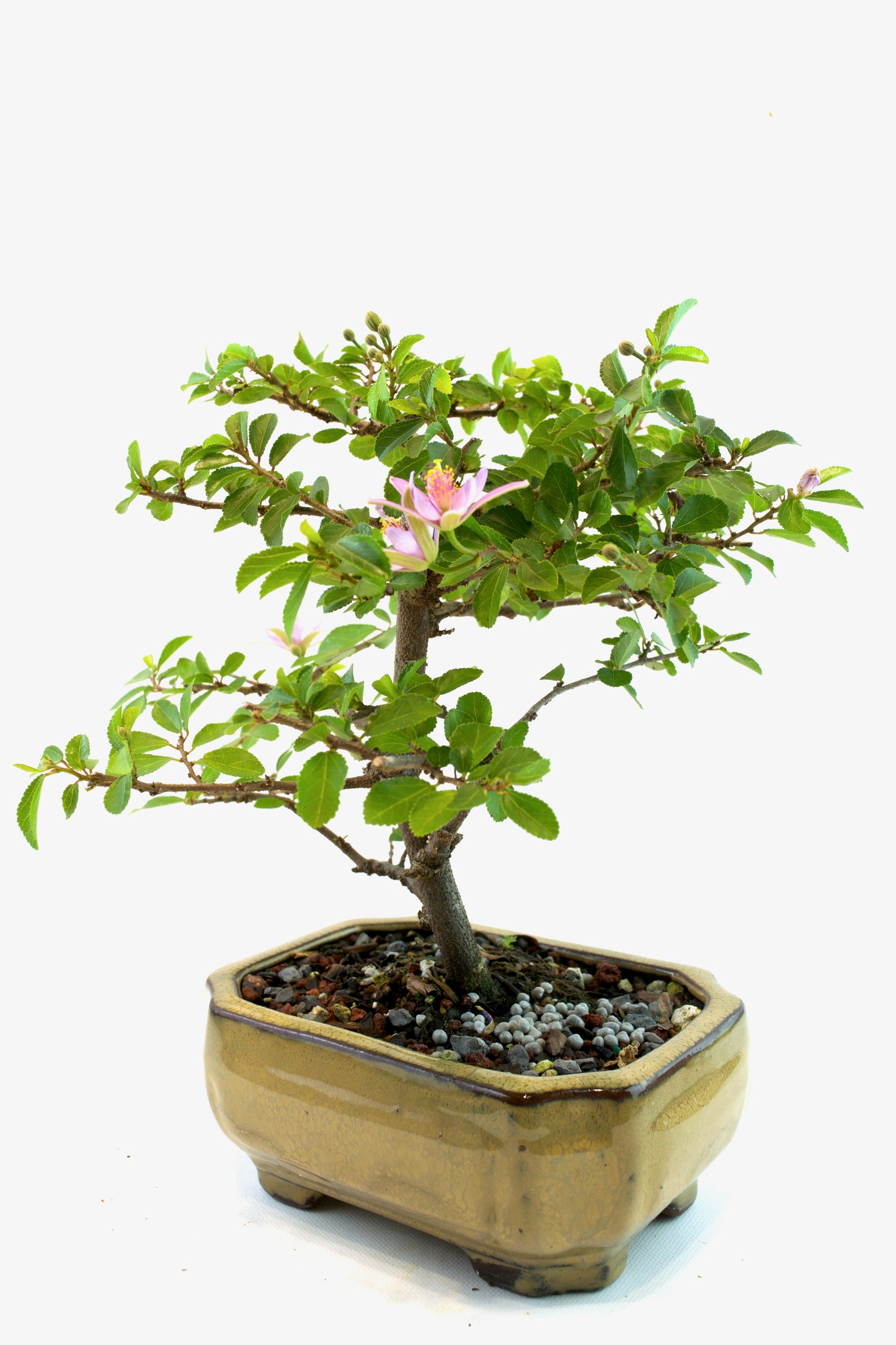 Grewia Bonsai Tree in 6" Pot - One of a Kind Bonsai