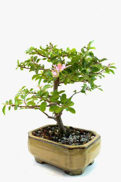 Grewia Bonsai Tree in 6" Pot - One of a Kind Bonsai