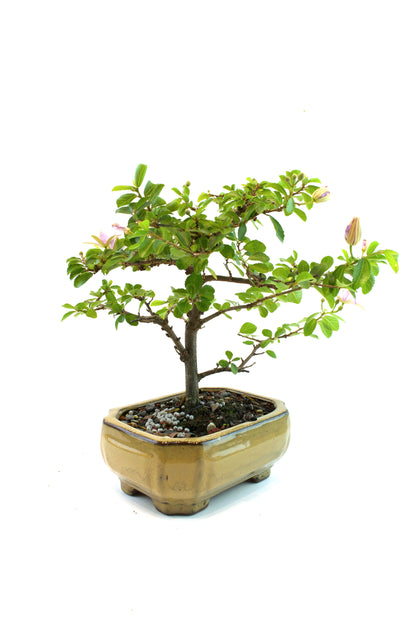 Grewia Bonsai Tree in 6" Pot - One of a Kind Bonsai