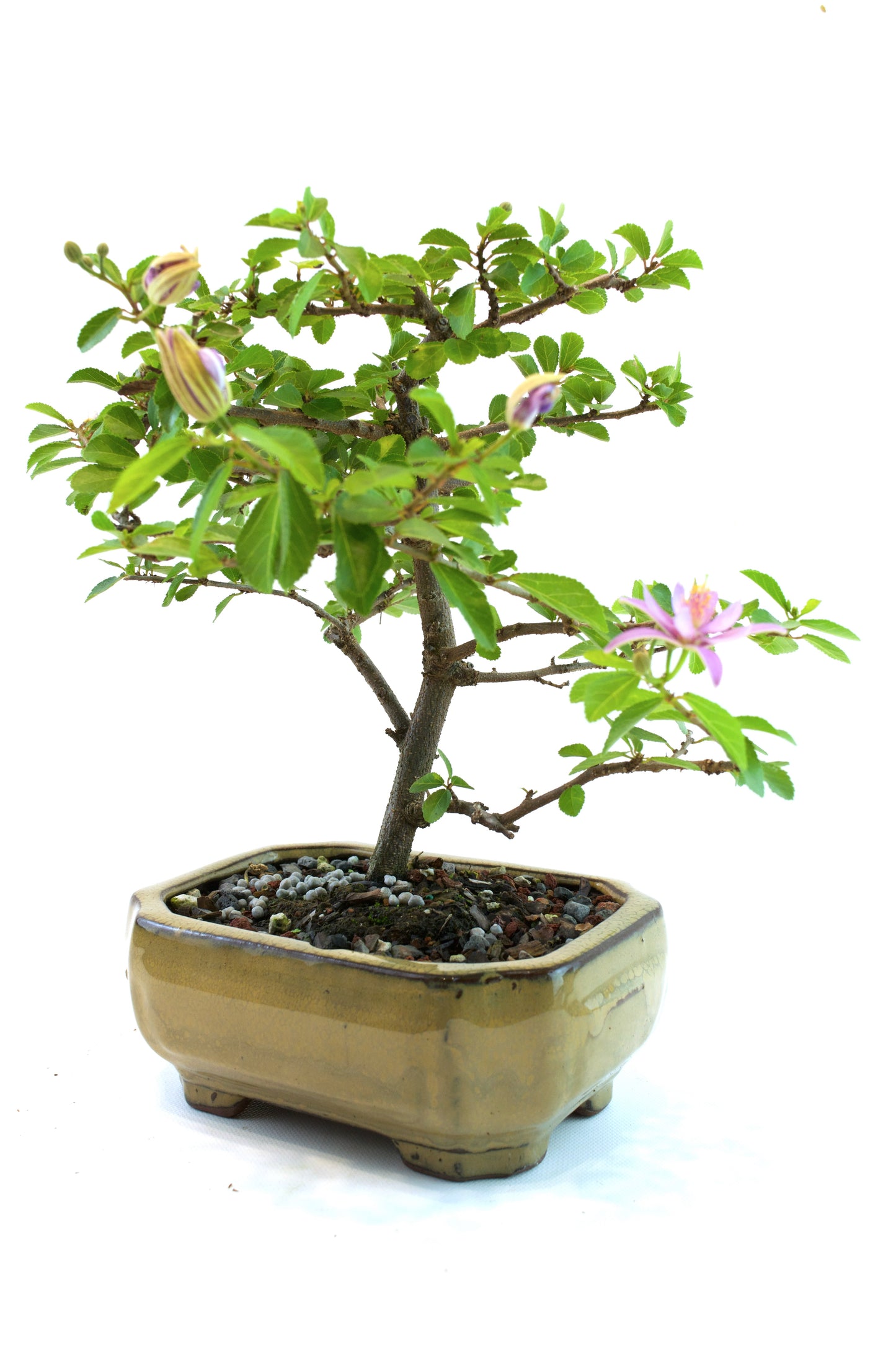 Grewia Bonsai Tree in 6" Pot - One of a Kind Bonsai