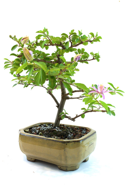 Grewia Bonsai Tree in 6" Pot - One of a Kind Bonsai