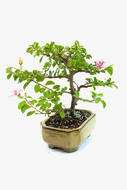 Grewia Bonsai Tree in 6" Pot - One of a Kind Bonsai