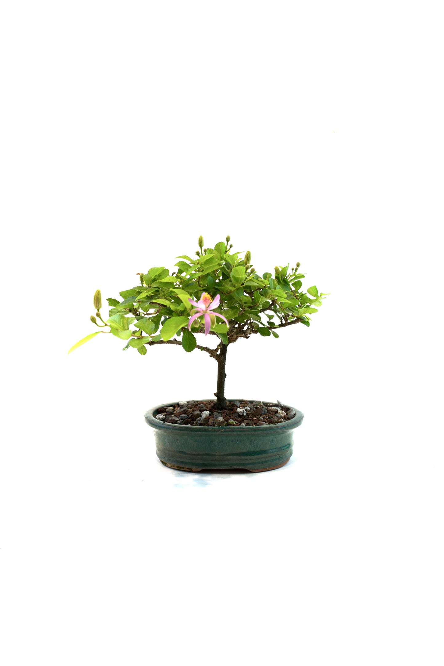 Grewia Bonsai Tree in 6" Pot - One of a Kind Bonsai