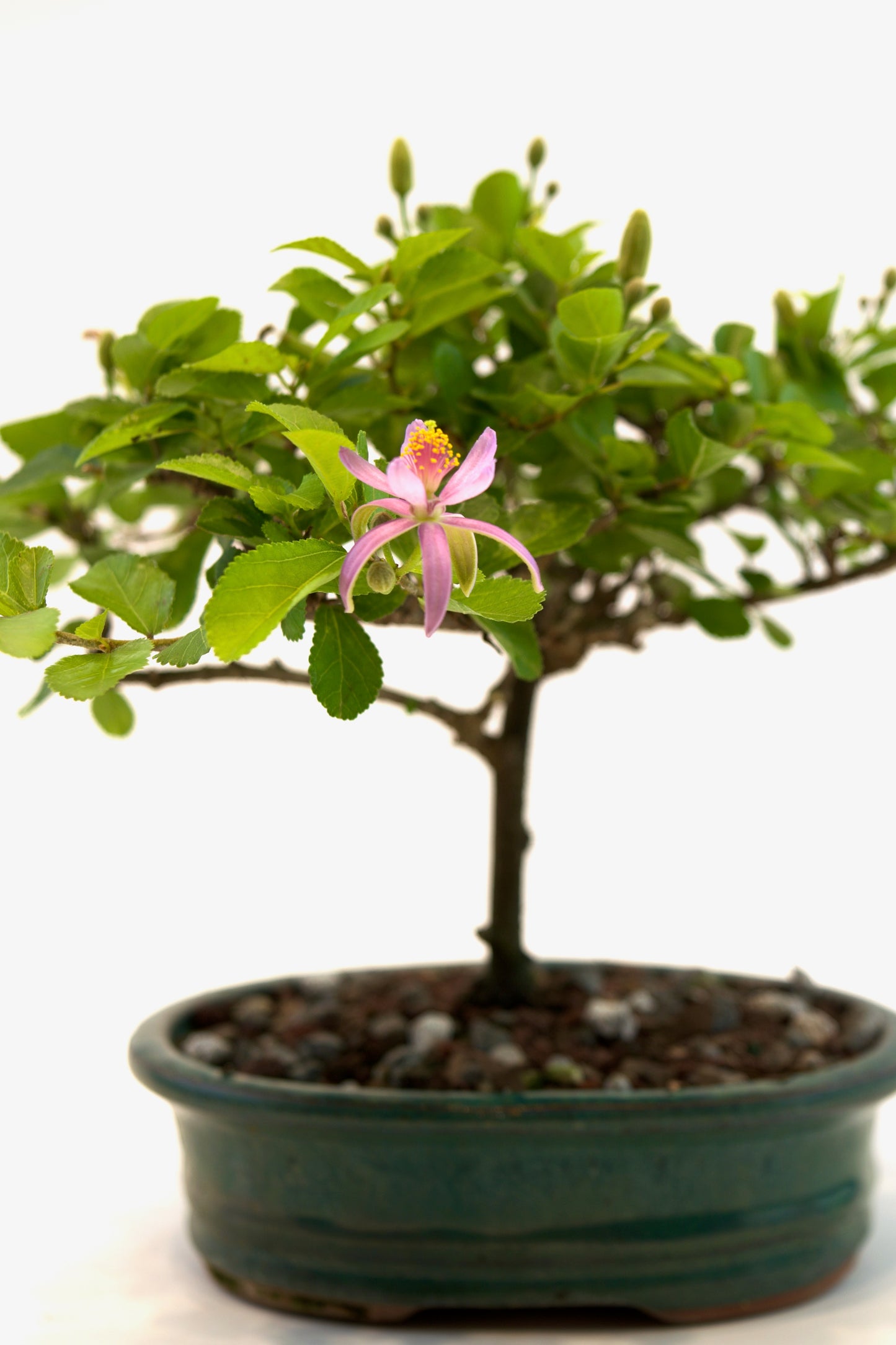 Grewia Bonsai Tree in 6" Pot - One of a Kind Bonsai