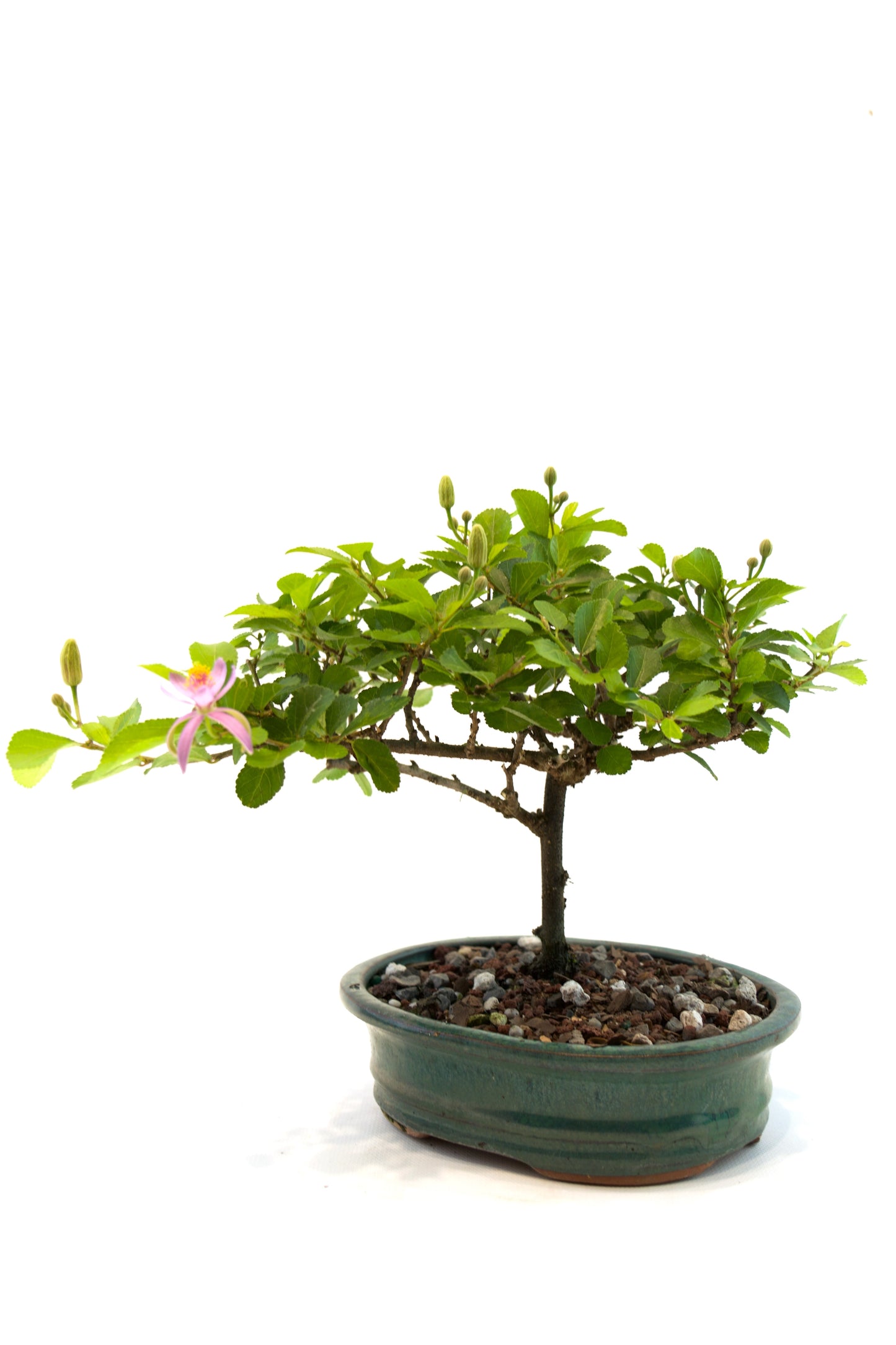Grewia Bonsai Tree in 6" Pot - One of a Kind Bonsai