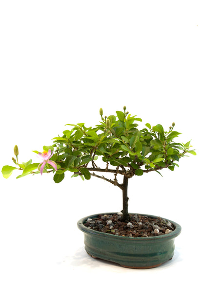 Grewia Bonsai Tree in 6" Pot - One of a Kind Bonsai