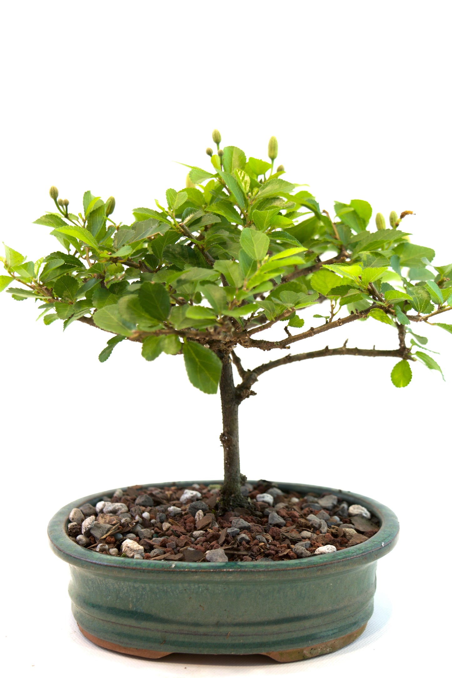 Grewia Bonsai Tree in 6" Pot - One of a Kind Bonsai