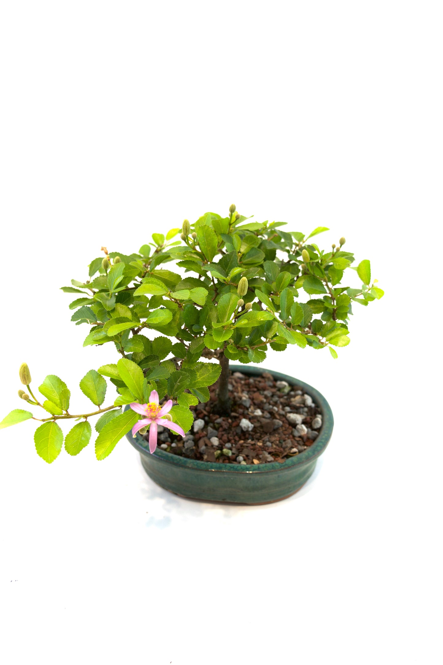 Grewia Bonsai Tree in 6" Pot - One of a Kind Bonsai
