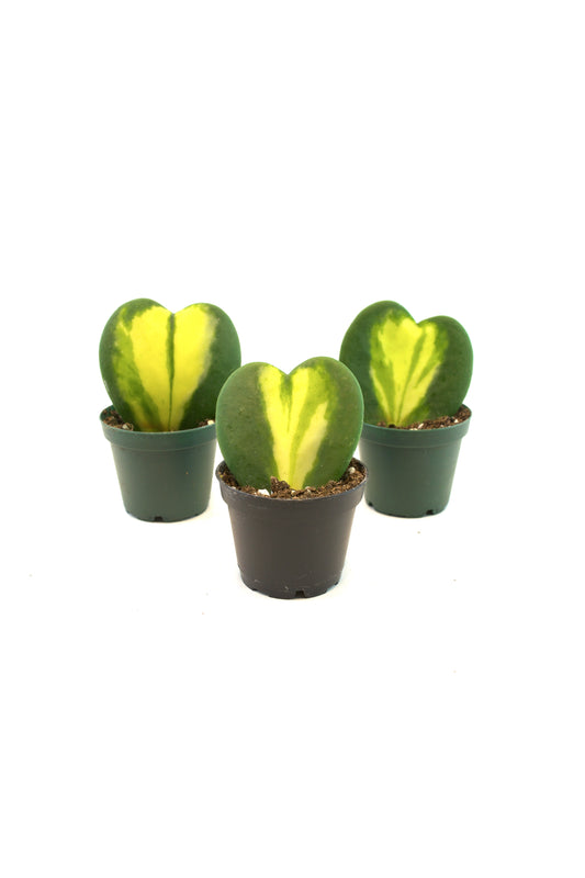 Hoya Heart Flame Variegated Succulent